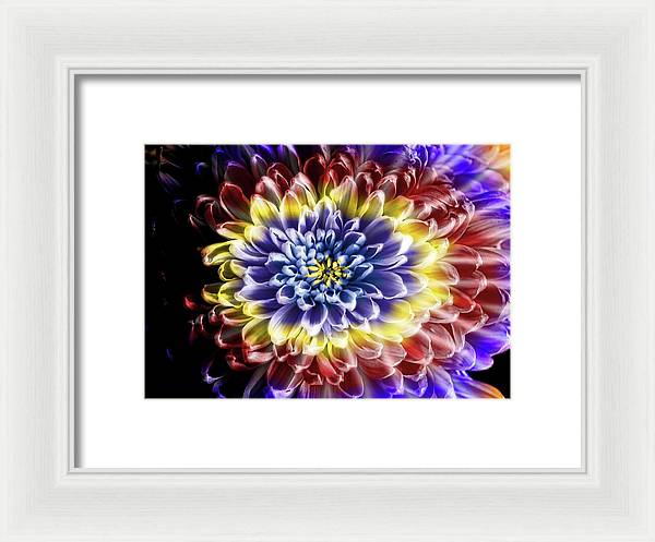 Rainbow Chrysanthemum - Framed Print