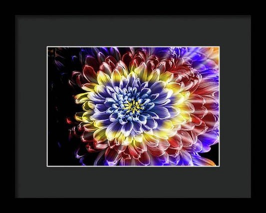 Rainbow Chrysanthemum - Framed Print