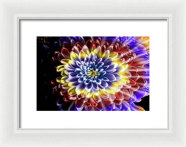 Rainbow Chrysanthemum - Framed Print