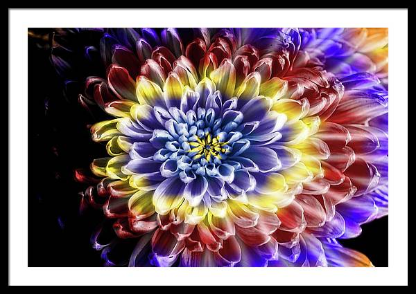 Rainbow Chrysanthemum - Framed Print