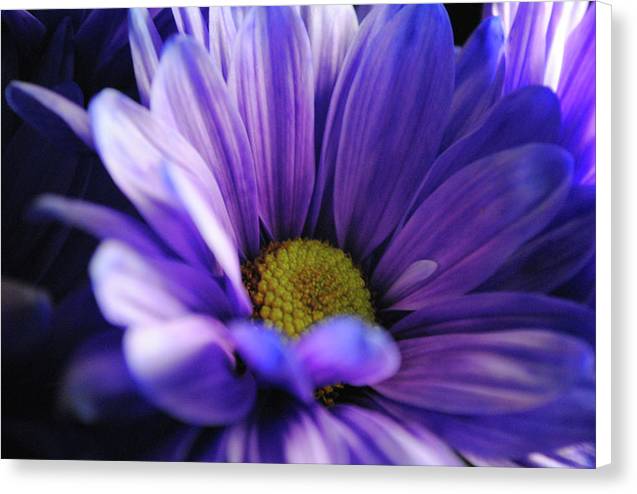 Raw Flowers 10 - Canvas Print