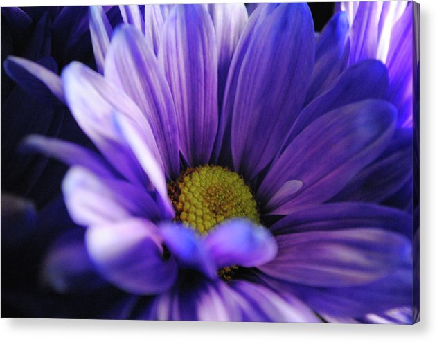 Raw Flowers 10 - Acrylic Print