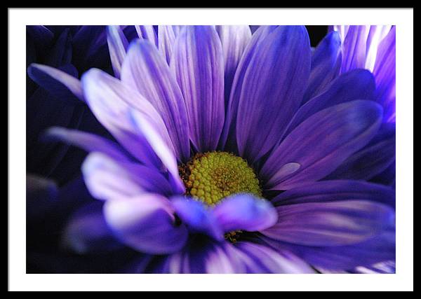 Raw Flowers 10 - Framed Print