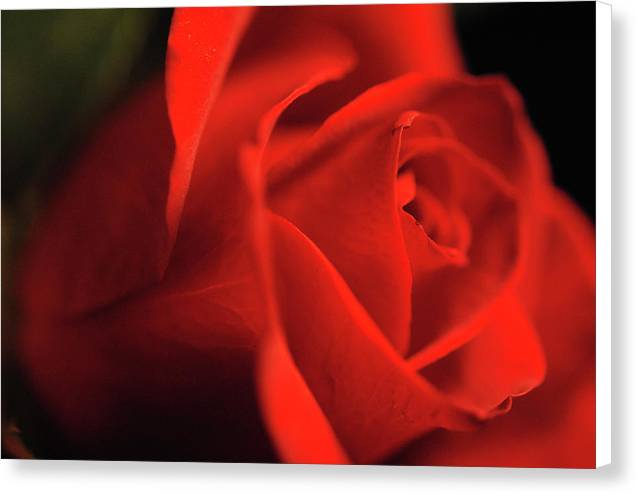 Raw Flowers 12 - Canvas Print