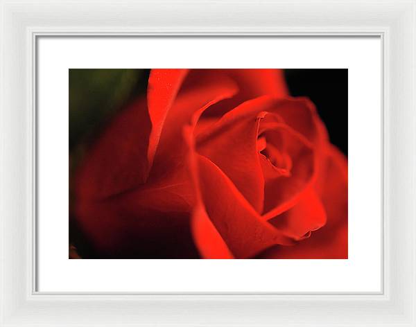 Raw Flowers 12 - Framed Print