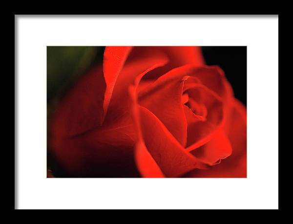 Raw Flowers 12 - Framed Print