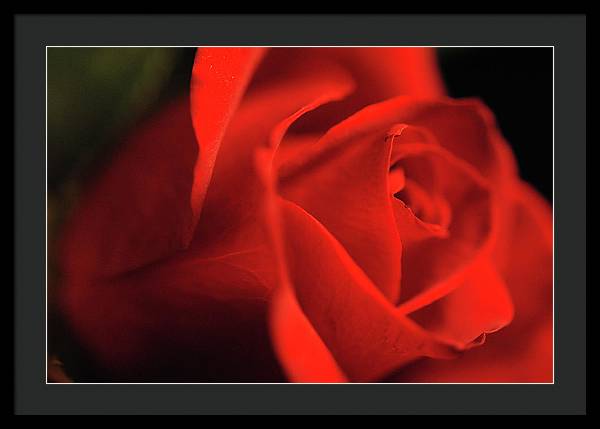 Raw Flowers 12 - Framed Print
