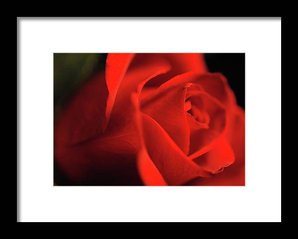 Raw Flowers 12 - Framed Print