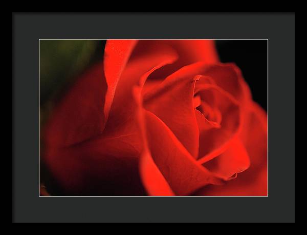 Raw Flowers 12 - Framed Print