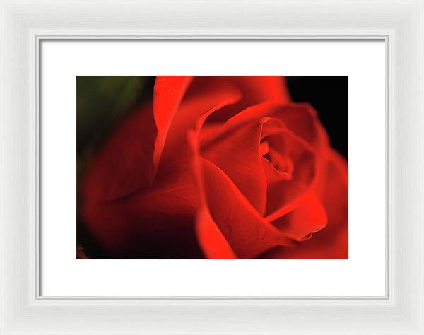Raw Flowers 12 - Framed Print