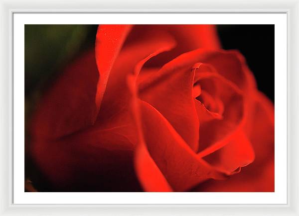 Raw Flowers 12 - Framed Print