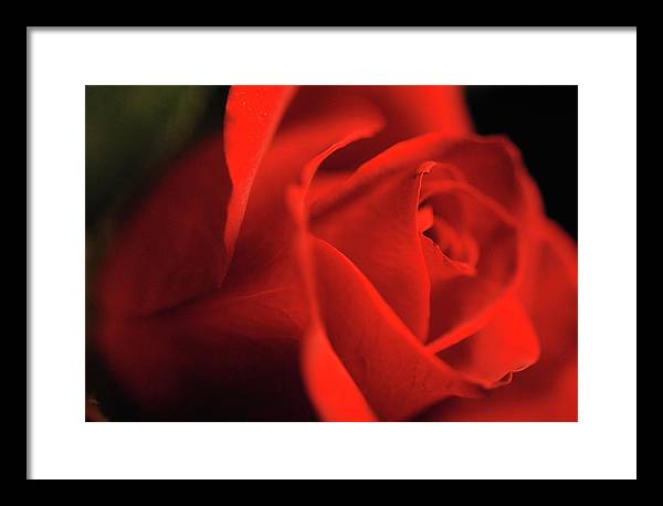 Raw Flowers 12 - Framed Print