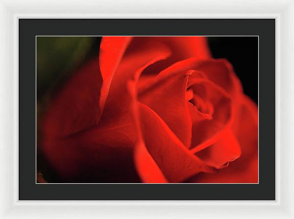 Raw Flowers 12 - Framed Print