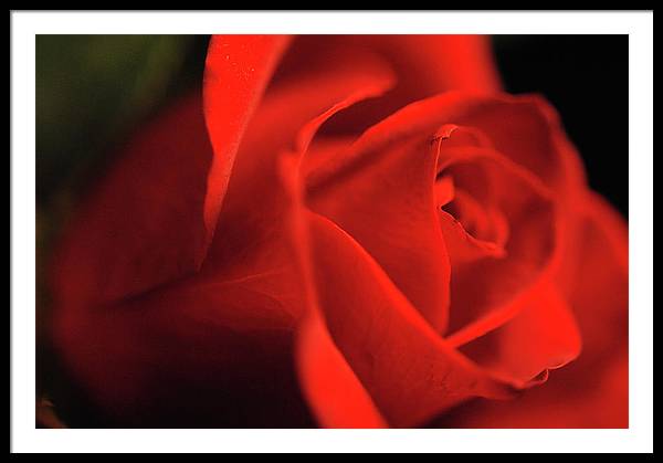 Raw Flowers 12 - Framed Print