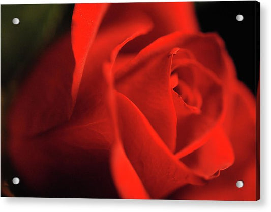 Raw Flowers 12 - Acrylic Print