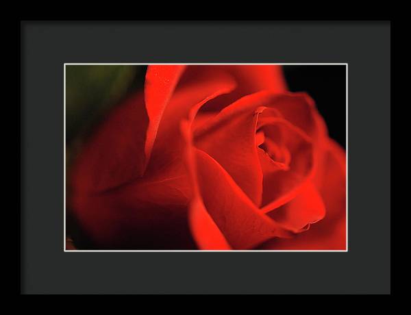 Raw Flowers 12 - Framed Print
