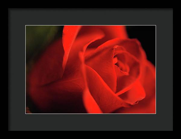 Raw Flowers 12 - Framed Print