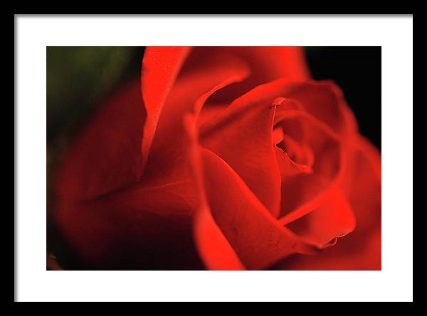Raw Flowers 12 - Framed Print
