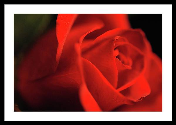 Raw Flowers 12 - Framed Print