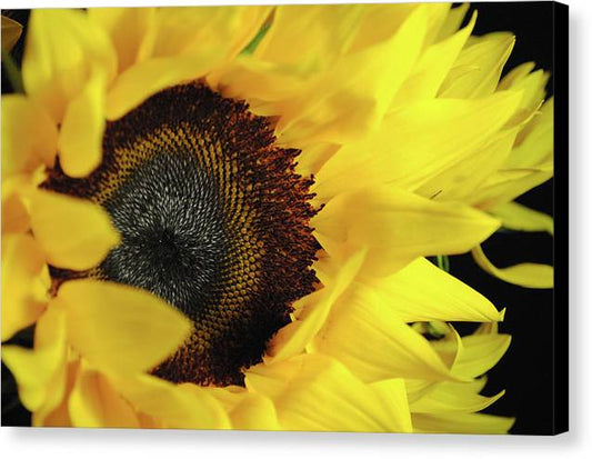 Raw Flowers 13 - Canvas Print