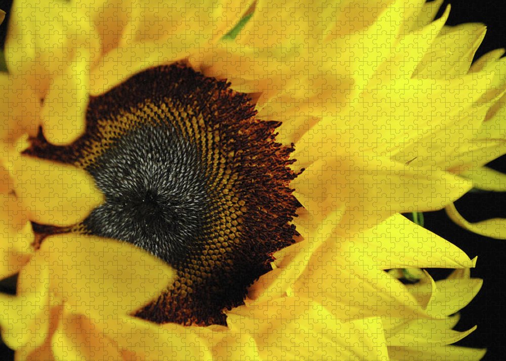 Raw Flowers 13 - Puzzle