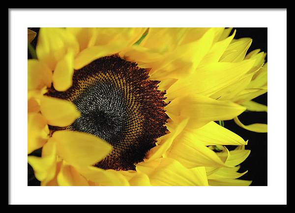 Raw Flowers 13 - Framed Print
