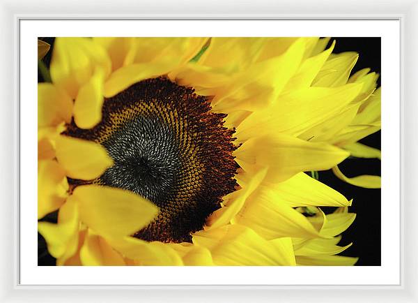 Raw Flowers 13 - Framed Print