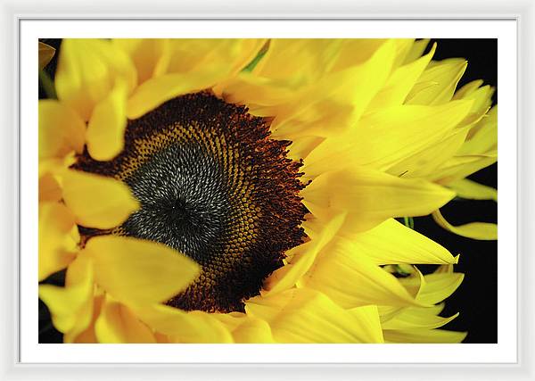 Raw Flowers 13 - Framed Print