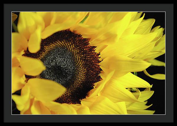 Raw Flowers 13 - Framed Print