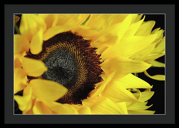 Raw Flowers 13 - Framed Print