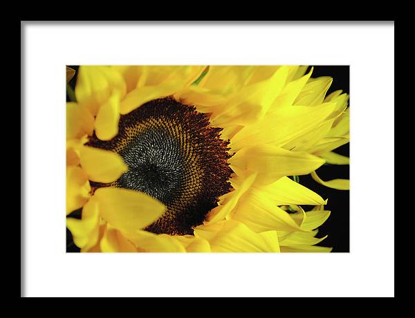 Raw Flowers 13 - Framed Print