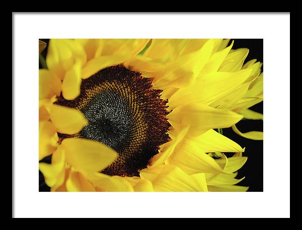 Raw Flowers 13 - Framed Print