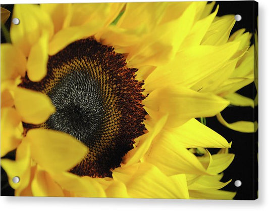 Raw Flowers 13 - Acrylic Print