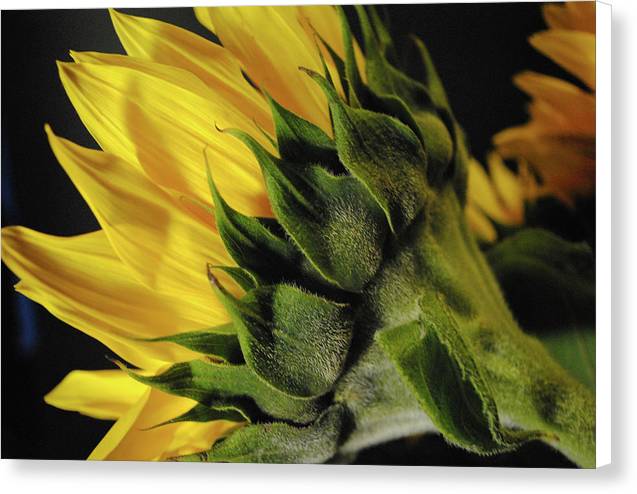 Raw Flowers 14 - Canvas Print