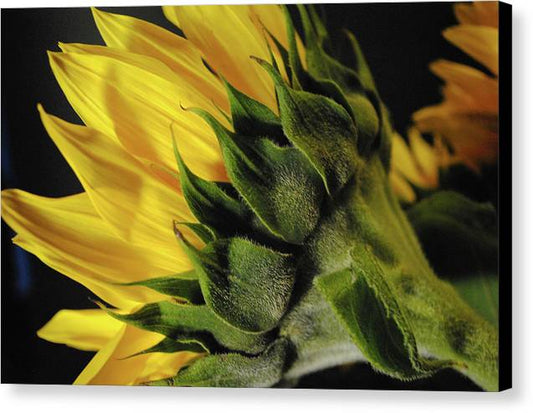 Raw Flowers 14 - Canvas Print