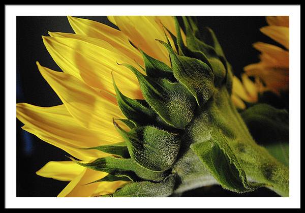 Raw Flowers 14 - Framed Print