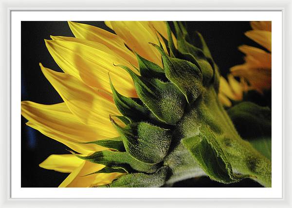 Raw Flowers 14 - Framed Print