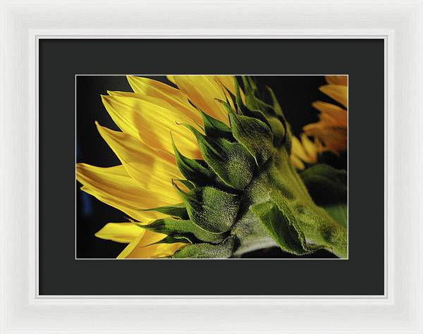 Raw Flowers 14 - Framed Print
