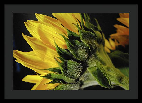 Raw Flowers 14 - Framed Print