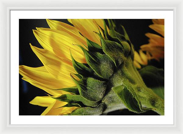 Raw Flowers 14 - Framed Print