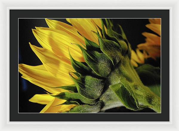 Raw Flowers 14 - Framed Print