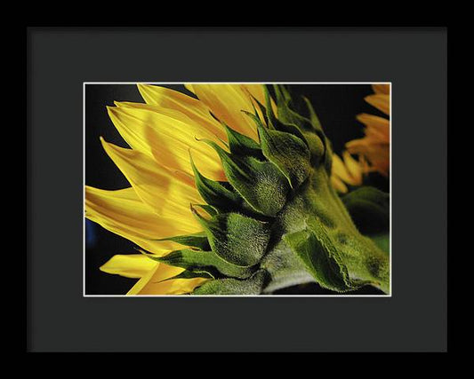 Raw Flowers 14 - Framed Print
