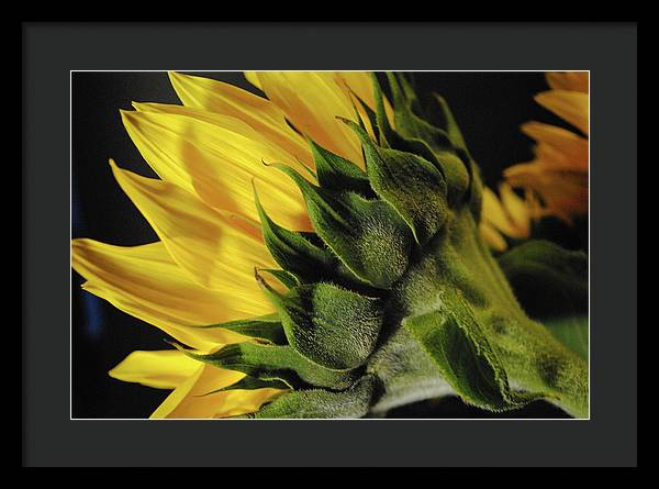 Raw Flowers 14 - Framed Print