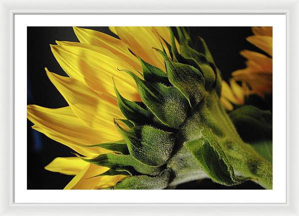Raw Flowers 14 - Framed Print