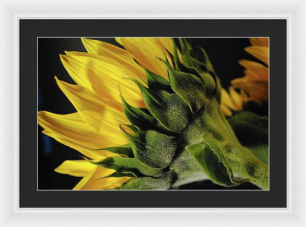 Raw Flowers 14 - Framed Print