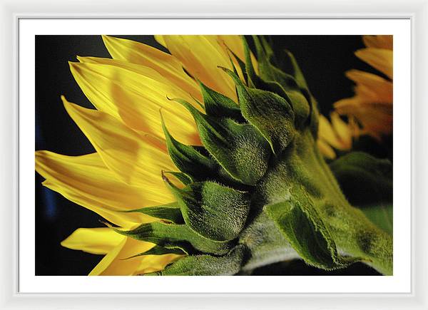 Raw Flowers 14 - Framed Print