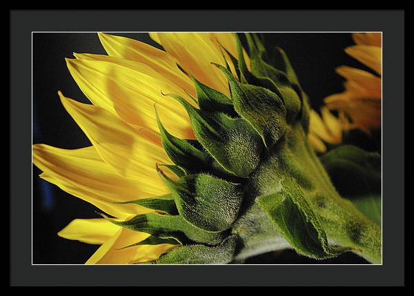 Raw Flowers 14 - Framed Print