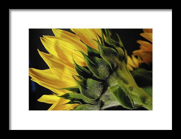 Raw Flowers 14 - Framed Print