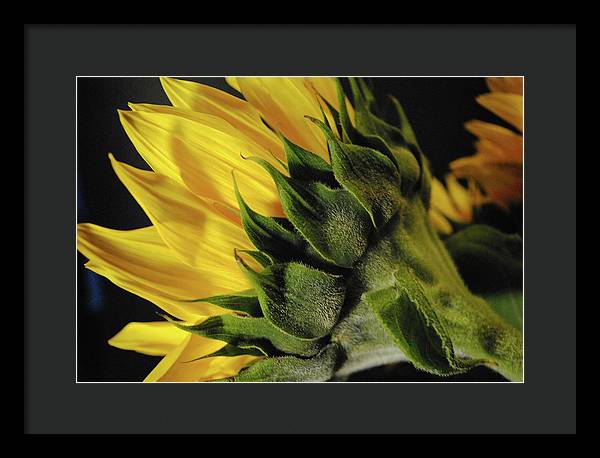 Raw Flowers 14 - Framed Print