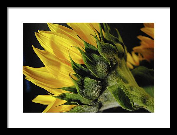 Raw Flowers 14 - Framed Print